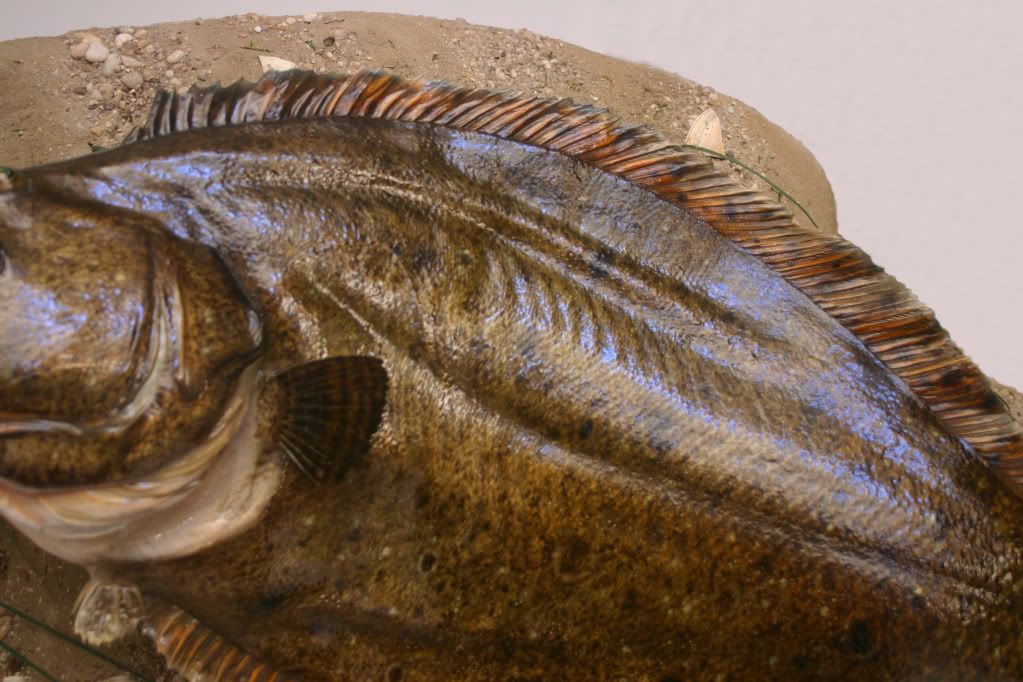 13 pound Fluke New Jersey Hunters